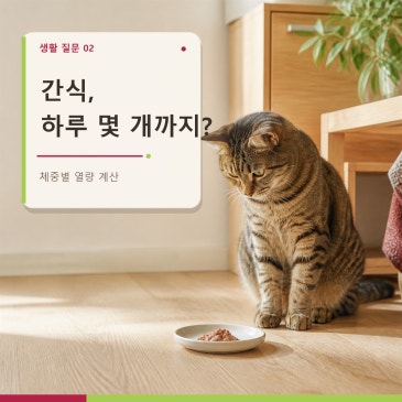 고양이 간식 하루에 얼마나 줘야 할까? 급여 방법과 냥스푼 활용법